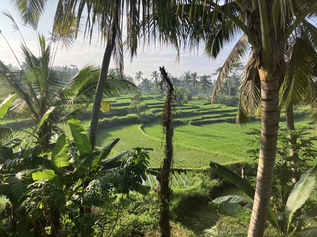Rice fields in Ubud